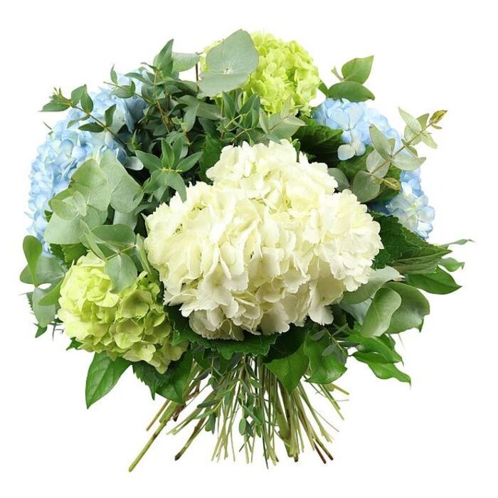 A beautifully rounded hydrangea bouquet fills the frame, photographed against a smooth white background that lends a clean, gallery-like feel and allows each colour to stand out clearly. At the centre is an abundant cluster of creamy white hydrangea, its small, closely packed florets forming a plush, cloud-like mound that invites the imagination to trace its soft, curved surface. Around this focal bloom, several large, spherical heads of sky-blue hydrangea create a cool, calming ring of colour, their petals overlapping in delicate layers that shift gently from very pale blue to a slightly deeper pastel, reminiscent of clear summer skies over Stanmore Common. Tucked artfully among these are hydrangea blooms in pale lime and fresh chartreuse, adding vivid yet gentle green tones that call to mind the fresh lawns and leafy borders around Canons Park and the surrounding Stanmore gardens. Throughout the bouquet, a varied selection of foliage weaves in and out: rounded eucalyptus leaves in a silvery, muted green that provide a contemporary accent and a soft, misty quality, and darker, glossy green leaves that frame the flowers, giving the bouquet depth, structure, and a sense of abundance. The natural stems of the hydrangeas and greenery extend downward and are gathered neatly at the base in a hand-tied finish, clearly visible and suggesting the satisfying weight of a bouquet ready to be placed in a favourite vase in a Stanmore living room or on a hallway console. Gentle, even lighting brings out the subtle gradients on each petal and the smooth sheen of the foliage, maintaining a serene and polished mood. This hydrangea arrangement, with its tranquil palette of white, blue, and green, is perfectly suited for celebratory yet refined occasions, such as anniversaries, milestone birthdays, or welcoming guests for a family gathering around HA7.