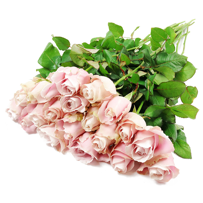 A generous hand-tied bouquet of around two dozen long-stemmed roses stretches diagonally across a spotless white background, the composition simple yet quietly luxurious in a way that matches the peaceful feel of Stanmore's tree-lined avenues. The roses are arranged so that the flower heads sit together in a lush cluster to the lower left, while their stems sweep away towards the top right. Each bloom is rendered in gentle shades of blush pink, with outer petals almost creamy in their softness, gradually deepening to notes of dusty rose and the faintest lavender tone near the tightly coiled centres. Most roses are in an early stage of opening, petals wrapped in elegant spirals that look almost sculpted, while a few blossoms are more open, revealing intricate, layered hearts that suggest tenderness, remembrance, and quiet affection. The texture of the petals appears velvety and fresh, as though the bouquet has only just been cut and conditioned. Long, straight stems form a strong green foundation, veined and firm, covered with plentiful dark green leaves. The foliage is dense, healthy, and slightly glossy, providing a rich contrast to the soft, powdery pink of the flowers. Even, diffused lighting illuminates the arrangement, similar to the gentle daylight over Stanmore Country Park, ensuring that every curve, fold, and edge is clearly visible without harsh shadowing. The overall mood is serene, dignified, and comforting, making this bouquet especially suited to occasions of sympathy and quiet remembrance. It feels like a thoughtful tribute a Stanmore family might send to a service on Stanmore Hill or as a condolence gesture to neighbours near Belmont Circle, offering a refined, heartfelt way to say we are thinking of you.