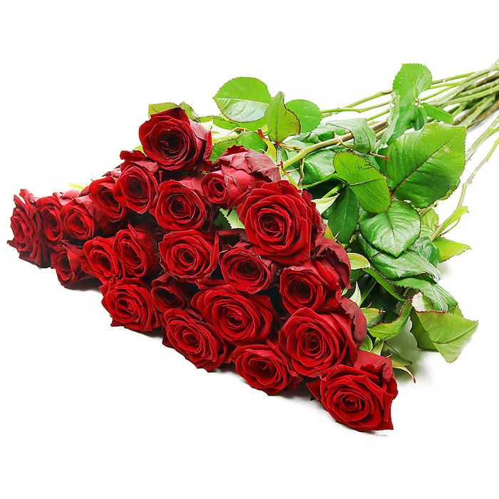 Equally elegant and commanding, this large bouquet of red roses rests against a pristine white background, as if staged for a classic photograph from a Stanmore studio. The group comprises roughly twenty-four to thirty-six blooms, their scarlet heads opening from tight centers into full, ruffled blossoms. The petals' satin sheen catches the light, revealing depth in each curve and a warmth that signals romance and confidence. A crown of dark green leaves threads through the arrangement, and the long stems angle diagonally upward to the right, giving the composition lift and purpose.
The overall effect is luxurious yet grounded, suitable for grand occasions, from milestone anniversaries to premium flower deliveries for Stanmore households and businesses. The bouquet evokes the feel of strolling through Stanmore Common on a crisp day, with the scent of fresh blooms mingling with the air. Delivered by Flowers Stanmore, it is available for same-day delivery across Stanmore and nearby NW London areas, offering a refined gift that endures beyond a moment's glance.