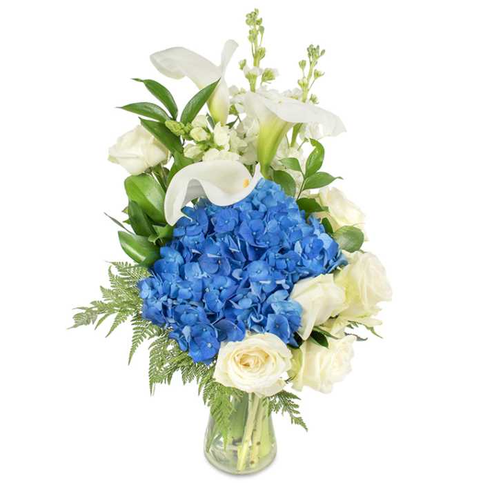 On a crisp white background a sophisticated, tall bouquet stands in a transparent glass vase, the arrangement crafted to showcase contrast, texture, and a calm colour story. Taking centre stage is a dense sphere of vibrant blue hydrangeas, each floret compact and plush, offering a cool, tactile anchor to the design. Nestled around this central mass are several creamy white roses with tightly packed, velvety petals that provide a soft, traditional warmth against the striking blue. Reaching upward, pristine white calla lilies introduce sculptural height with their smooth, trumpet-like blooms and a faint pale-green tint near the stem, bringing a refined, architectural note. Interspersed among those principal blooms are vertical stems of delicate white snapdragons or stock, their tiny blossoms lending a spiky, airy contrast that elongates the form. The composition is held together by abundant greenery - glossy, dark-green leaves likely salal or lemon leaf, and lighter, feathery fern fronds that arc gently toward the vase base and soften the overall outline. The clear glass reveals the neat gathering of stems and fresh water, highlighting the florist's hand in the arrangement's balance and cleanliness. The overall impression is one of serene sophistication: a bouquet that reads as peaceful and composed, perfect for moments of remembrance, a dignified sympathy offering, an elegant anniversary gesture, or as a striking centrepiece in a Stanmore home or at a local Bentley Priory event. The cool blue-and-white palette feels particularly soothing in morning light, with the textures suggesting both refinement and tenderness.