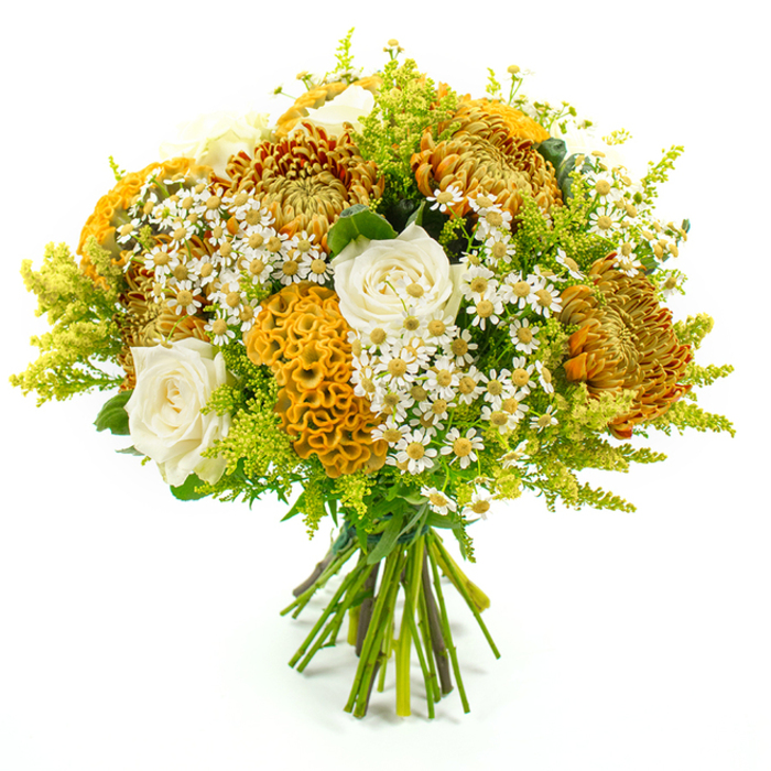 Against a clean white backdrop, this lush bouquet appears almost to glow, its warm colours gathered into a harmonious dome that feels perfectly suited to Stanmore's leafy, residential charm. The composition is dominated by large chrysanthemums in shades of golden yellow, deep amber, and rusty orange. Their intricate, spiky petals radiate from dense centres, creating a sense of fullness and depth that mirrors the layered canopies of trees in Stanmore Country Park when autumn begins to show. These blooms lend the bouquet a strong seasonal character and a sense of natural abundance.
Among them, refined cream-white roses are carefully placed, each one opening in a gentle spiral. Their smoother, more understated texture offers a soft counterpoint to the dramatic chrysanthemums, adding grace and romance to the design. Standing proudly within the mix is golden-yellow celosia cockscomb, with its distinctive velvety ridges and sculptural, coral-like shape. This unusual flower introduces both movement and intrigue, drawing the eye and inviting touch. Scattered over and among the larger blooms are delicate white daisy-like flowers with tiny yellow centres-reminiscent of chamomile or matricaria-bringing a light, informal charm, as though picked from a sunny verge along Uxbridge Road.
Rounding out the arrangement, airy fronds of lime-green solidago and other mixed foliage spill gently from the edges, providing a fresh green frame that highlights the warm tones at the core. The stems are pulled together neatly at the base and secured with green florist's tape, a hallmark of thoughtful, professional floristry from local experts like Flowers Stanmore. The bouquet radiates warmth, gratitude, and gentle celebration, ideal as a centrepiece for a family gathering, a seasonal thank-you gift, or a same-day delivery to homes and offices across Stanmore.