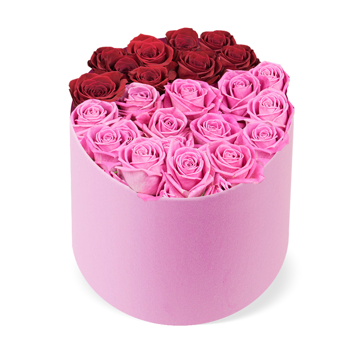 Seen from a slightly elevated angle, this luxurious rose box sits like a refined sculpture. The container is a soft pink velvet box with a curved front and a flat back, giving it a distinctive D-shaped silhouette that speaks to contemporary taste. The top opening is densely packed with tightly bloomed roses, so the box feels full and lush. The roses are divided into two striking blocks: the upper back section contains about a dozen deep red roses, nearly crimson, symbolizing classic romance and passion; the front lower section holds a larger cluster of vivid fuchsia pink roses, delivering a bright, contemporary counterpoint. Each bloom shows flawless petals arranged in neat spirals, with no visible foliage to distract the eye. The scene is photographed against a clean white background, letting the colours take the spotlight. This high-quality rose box is ideal for luxury gifting on occasions such as Valentine's Day, anniversaries, birthdays, or Mother's Day, and it makes a striking centerpiece for chic interiors. In Stanmore, this piece is a signature from Flowers Stanmore, available for delivery to Canons Park, Belmont, or Mill Hill, bringing a touch of elegant drama to homes and events. The overall impression is one of refined taste, expert curation, and lasting beauty, a tangible symbol of romance and celebration that can brighten any room.