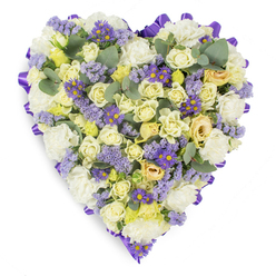 Soft, tender and meticulously arranged, this heart-shaped sympathy arrangement sits on a pristine white background and is edged with a continuous, deep purple satin ribbon that frames every bloom with a dignified border. At its heart the design features many cream and pale yellow roses in various stages from tight buds to softly opening blossoms, creating a core of quiet luxury and subtle depth. Surrounding them are generous clusters of ruffled white carnations, their dense petals forming a cushion of softness that speaks of comfort and tradition. Interspersed like small, unexpected memories are sprigs of pale lavender statice and lively purple aster-like flowers with bright yellow centers, which lend textural contrast and clear, cooler accents to the otherwise warm, neutral base. Blue-green eucalyptus leaves are artfully scattered through the assemblage, offering both visual respite and a crisp, herbal-scented suggestion that lifts the composition. The studio lighting is gentle and diffuse, bringing out the velvety surfaces of the roses and the fine, papery texture of the statice while keeping the mood solemn and consoling. As a florist experienced in memorial floristry, I imagine this piece placed on a chapel table or beside a graveside, its palette and form crafted to express enduring love and respectful remembrance. The overall impression is one of calm dignity: a heartfelt tribute that balances tradition with delicate, contemporary touches and reads clearly even in a single, photographable silhouette.