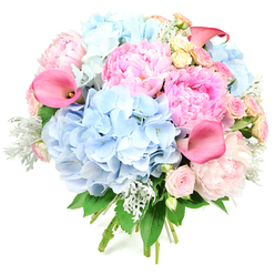 Set against a bright, white background, this rounded bouquet appears like a captured moment from inside a Stanmore florist's studio, its colours and textures curated with the care of an artist. Central to the composition are substantial clusters of soft, powder-blue hydrangeas, their compact, many-petalled florets forming generous, cushiony mounds that give the arrangement its cloud-like structure. Nestled around and between them are lush pink peonies, each bloom brimming with layers of ruffled petals that shift from pale, almost porcelain blush at the edges to richer, candyfloss pink towards the centre, suggesting both delicacy and exuberance. Threaded through the peonies and hydrangeas are smaller roses in blush pink and buttery cream, their tightly wound rosettes offering fine detail and a timeless, romantic feel. Rising with graceful lines, coral-pink calla lilies arc gently through the bouquet, their smooth, trumpet-shaped forms adding a contemporary elegance that plays beautifully against the softer, fluffier textures of the other blossoms. Silvery-green dusty miller, with its downy, frosted leaves, punctuates the arrangement alongside deeper green foliage, providing cool contrast and a sense of layered depth. The visible, bound stems at the base underscore the hand-tied nature of the piece, as though it is moments away from being carried to a celebration near Stanmore Station or an intimate gathering by Bentley Priory. The bouquet radiates quiet joy and sophisticated warmth, the kind of floral design chosen to mark engagements, milestone birthdays, or thoughtful gestures of love and appreciation within the Stanmore community.
