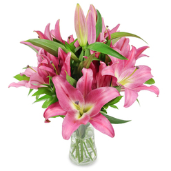 Seen in crisp studio light, this abundant bouquet of deep pink oriental lilies is arranged in a clear glass vase and centered on a pristine white surface so every botanical detail is visible. The composition showcases dozens of generous, star-like blossoms in saturated fuchsia and rosy tones, their broad, slightly ruffled petals curling back to expose delicate pale throats that melt from chartreuse-yellow into creamy ivory. Dark, burgundy-tipped stamens laden with pollen rise from the heart of several open flowers, offering a dramatic, tactile counterpoint to the lilies' soft sheen. Intermingled are multiple buds at different stages-some tightly furled and pale, others swollen with colour and tipped with green-promising days of unfolding beauty and a long-lasting display. Glossy, lanceolate leaves and upright stems provide a deep green backdrop and structural balance, while the transparent vase reveals clean water and carefully trimmed stems, a quiet testament to thoughtful floral care. The overall effect is at once elegant and exuberant, a bouquet that radiates warmth and the fresh scent of lilies. This arrangement would brighten a flat near Stanmore tube or a family room close to Canons Park, and its timeless palette suits birthdays, anniversaries, or simply the impulse to send light and colour to someone who needs it. The photograph feels designed to teach as much as to charm, showing both the botanical intricacy and the human touch behind the arrangement.