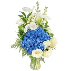 Presented on a pristine white field, this tall vase arrangement combines textural drama with serene colour - a look we prepare often at Flowers Stanmore for customers across Stanmore High Street and nearby Canons Park. At the heart sits a rounded, voluminous cluster of vivid blue hydrangeas whose many petals create a velvety, cloud-like presence that draws the eye immediately. Surrounding that blue core are creamy white roses, their layered petals soft to the touch in appearance and arranged to read as classic and comforting. Above them rise elegant white calla lilies: smooth, sculpted trumpets with a subtle wash of pale green at their bases, introducing a refined vertical line that balances the composition. Slender spires of white snapdragons or stock weave between the larger blooms, their small, tubular flowers adding a delicate, almost musical rhythm to the silhouette. Rich green foliage - glossy broad leaves and delicate, cascading fern fronds - frames the flowers and supplies a natural depth, the greens setting off the blue and white while suggesting a freshly gathered garden feel. The clear glass vase reveals carefully trimmed stems and clear water, underscoring the bouquet's freshness and the florist's attention to detail. Bathed in soft light, this arrangement emits a quiet scent of blossoms and greenery and communicates calm and care; it is equally appropriate as a thoughtful sympathy tribute, a refined anniversary gift, or a tasteful centrepiece for an intimate Stanmore gathering.