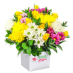 A cheerful, dome-shaped bouquet in lively shades of yellow, white, and fuchsia bursts from a contemporary white cube box, set against a pure white background that makes the colours appear even more vivid, like a splash of sunshine in a Stanmore sitting room. The arrangement is closely packed, creating a rounded mound of flowers that looks lush and abundant. Prominent among the blooms are large yellow chrysanthemums, their many-layered petals forming soft, rounded heads that radiate warmth and optimism. Interspersed with them are clusters of yellow spray roses, some petals still folded in tight buds, others just beginning to open, adding a sense of gentle anticipation. White daisy-style chrysanthemums with small green centres dot the bouquet, their simple shapes giving an unfussy, natural charm, while fuller white chrysanthemums fill out the spaces and introduce a cool, calming tone. Striking fuchsia and magenta chrysanthemums thread through this base of yellow and white, their deeper colours offering a bold contrast that calls to mind festive gatherings and family celebrations in Stanmore. Deep green, glossy foliage forms a neat collar around the base and peeks between the blossoms, framing the colours and adding structure. The white cube box serves as a clean, minimalist vessel, its straight lines and neutral tone emphasising the organic forms above and making the bouquet easy to place on a dining table, office desk, or reception counter. The lighting is bright and even, with soft shadows that gently sculpt the flowers without distracting from their colours. This image captures a joyful, reasonably priced floral gift, ideal for same-day delivery in Stanmore to celebrate birthdays, send thanks, or simply brighten a friend's afternoon.