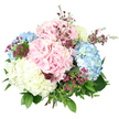 Against a bright white backdrop, this hand-tied hydrangea bouquet appears as a rounded, generous cluster of colour and texture, reminiscent of a carefully kept front garden along the quiet streets of Stanmore. Several large hydrangea heads form the heart of the arrangement, their rounded shapes built from many small petals that overlap tightly, creating a plush, cushion-like surface. The colour palette is soft and harmonious: gentle blush pink, tranquil baby blue, and creamy, almost buttery white. The pink blooms speak of tenderness and affection, the blue suggests calm and serenity, and the creamy white adds a bright, unifying glow that keeps the design feeling fresh and light. Interspersed among these larger hydrangea heads are slender stems of tiny, deep magenta and purple filler flowers-likely waxflower or a similar small-flowered variety. Their starry blossoms and delicate buds provide intricate texture and more intense colour, ensuring the bouquet has depth and a sense of movement rather than appearing too uniform. Fresh green foliage, from broad hydrangea leaves to finer, more delicate sprigs, surrounds and weaves through the blooms, giving the piece a natural, gathered-from-the-garden character, as though it had been picked from borders near Stanmore's leafy lanes and open spaces. The stems at the base are pulled together in a neat hand-tied bundle, mostly obscured by the abundance of petals and leaves, hinting at skilled craftsmanship. Soft, even lighting illuminates the arrangement, capturing each petal's gentle curve and the subtle gloss of the foliage. The overall mood of the bouquet is serene yet joyful, perfect for marking milestones, welcoming guests, or sending a thoughtful message to someone special in Stanmore.