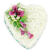 In this photograph, a beautifully composed heart-shaped funeral tribute appears almost to float against a bright white background, its shape flawless and symmetrical. The heart itself is densely packed with small, pristine white spray chrysanthemums, each flower head fitting snugly against the next to create a continuous, cushion-like blanket of white. The petals form a soft, velvety surface that suggests purity, serenity, and a gentle farewell. Tracing the outline of the heart is an emerald green satin ribbon, precisely pleated to follow the dips and curves. The ribbon's smooth shine adds a delicate frame, offering a fresh, natural contrast that enhances the purity of the white blooms. On the upper left side of the heart, a bold diagonal cluster of deep magenta and fuchsia calla lilies provides a striking focal point. Three of the calla lilies at the top are fully open, their elegant, trumpet-shaped spathes curling gracefully around dark central spadices that stand out against the white background. Below them, two slimmer calla lily blooms extend downward, partially unfurled, giving the spray a sense of motion and quiet flow. Tucked between the vivid calla lilies are small groups of white freesia, their more delicate, starry petals adding texture and hinting at a soft, comforting fragrance. Surrounding the cluster, a mix of feathery fern fronds and broader, glossy green leaves offers layered greenery, adding depth and framing the colourful blooms. The tribute as a whole creates a mood of refined dignity and heartfelt tenderness, much like the floral hearts prepared for families in Stanmore when they wish to honour a loved one's memory with grace and understated beauty at a local service.