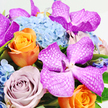 A richly detailed bouquet is photographed from above, its colours and forms unfolding against a stark white backdrop that allows each flower to stand out. Dominating the scene are Vanda orchids in intense fuchsia and magenta, their broad petals and slightly cupped shape marked with intricate white veins that resemble a delicate lattice pattern, giving them a refined, almost artistic character. Supporting these orchids is a base of pale, powder-blue hydrangeas, the clusters dense and rounded, composed of tiny, overlapping florets that create a soft, cloud-like texture and a soothing wash of colour. Nestled throughout this blue cushion are sumptuous roses: one in brilliant tangerine-orange positioned near the bottom centre, its petals layered in a tight, glowing spiral, and others in muted lavender and mauve tones, whose softer hues evoke antique charm and gentle romance. Small touches of bright green foliage peep out between the blooms, adding freshness and a hint of the outdoors, as if the stems have been gathered from a quiet garden corner not far from Stanmore's green spaces and residential lanes. The bouquet is arranged compactly, creating a sense of plentiful abundance, with every flower carefully placed to contribute to the overall harmony. The light is soft yet bright, enhancing colour saturation and revealing the different textures - the velvet of the roses, the satin of the orchids, and the airy fineness of the hydrangeas. This floral design would make an eye-catching centrepiece or a thoughtful gift delivered around Stanmore, perfect for birthdays, anniversaries, or simply bringing an uplifting burst of colour into a home along the gentle rise of Stanmore Hill.